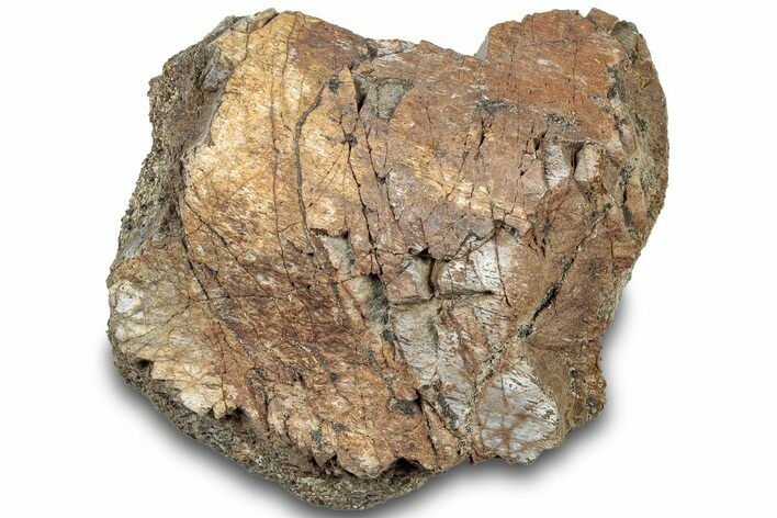 Dinosaur (Triceratops) Bone Section - Montana #307087